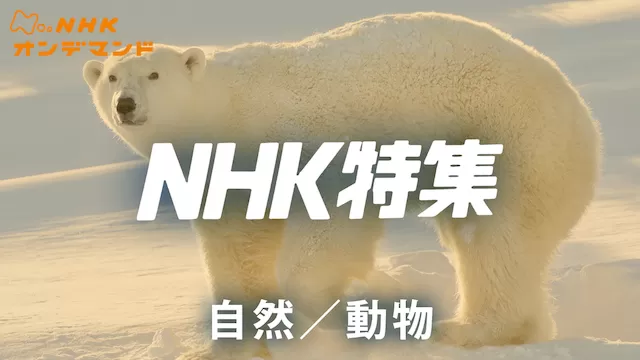 N特　自然/動物