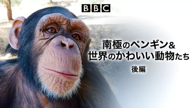 南極のペンギン&世界のかわいい動物たち　後編